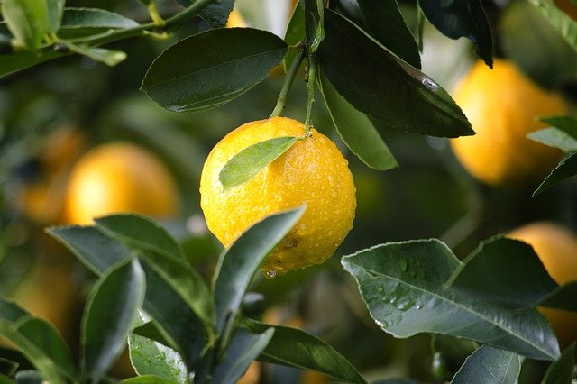 plody citronovníku